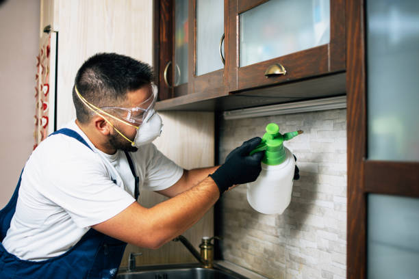 Best Termite Control Services  in Lake Shore, UT